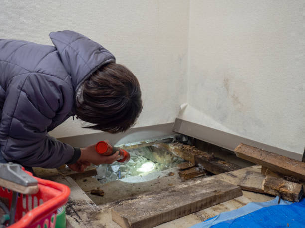Best Black Mold Removal  in Verona, WI