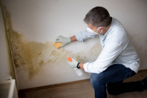Best Attic Mold Removal  in Verona, WI