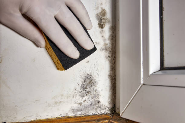 Best Mold Damage Restoration  in Verona, WI